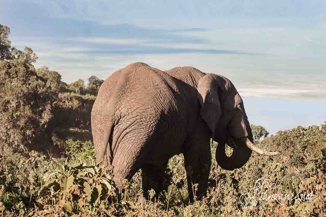 elephant 9974