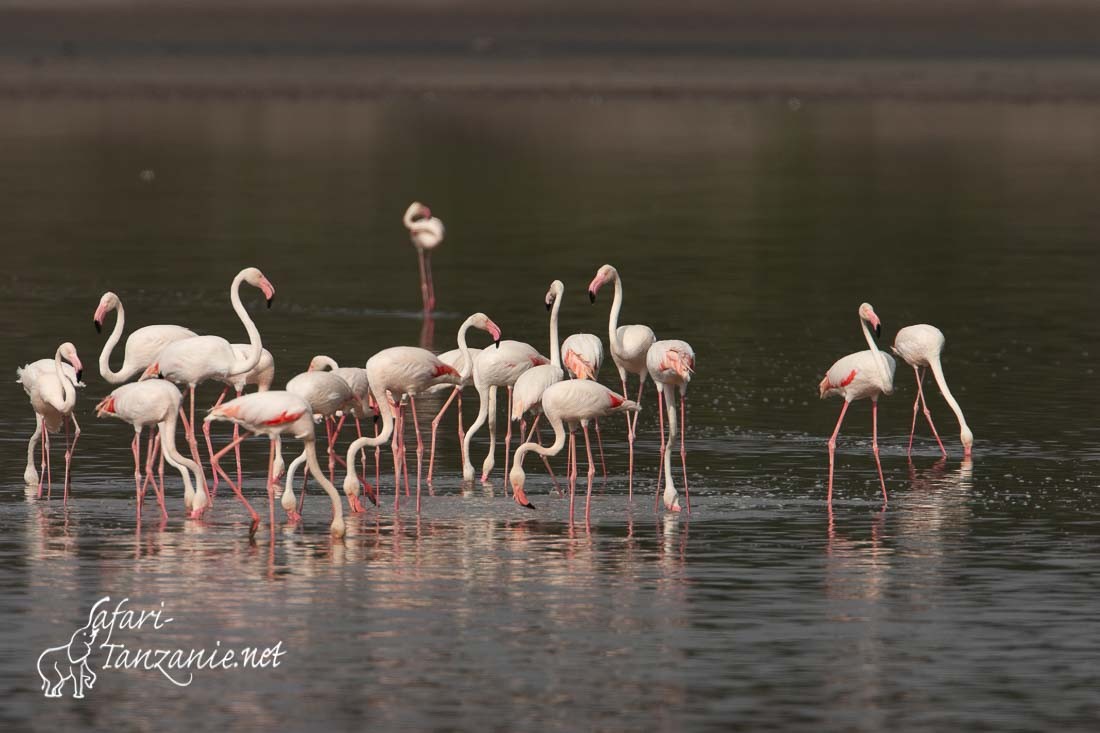 flamants roses 3331