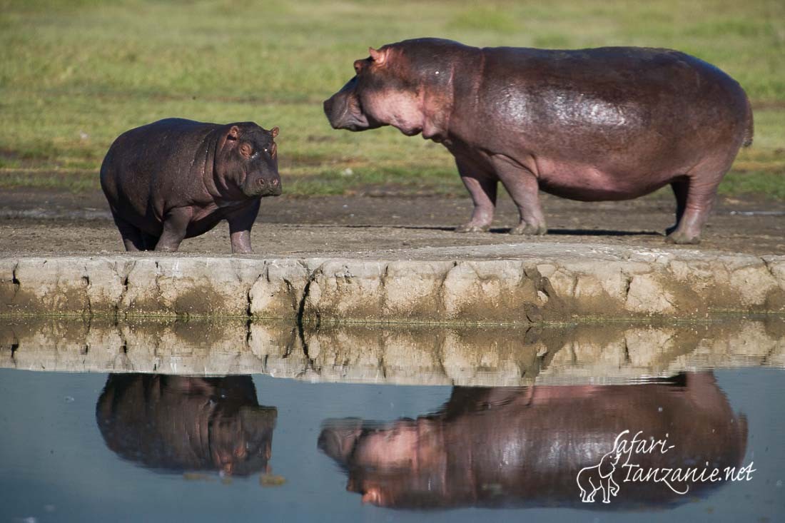 hippopotames 9757
