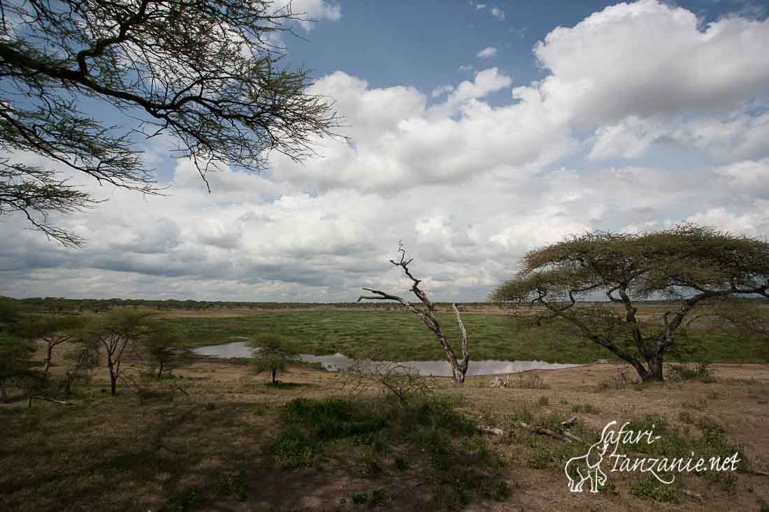 ndutu 0272