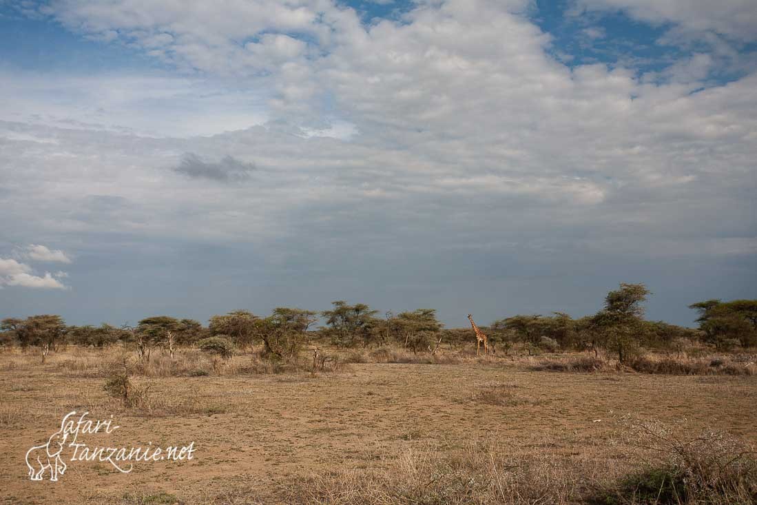 savane arbustive girafe 7097