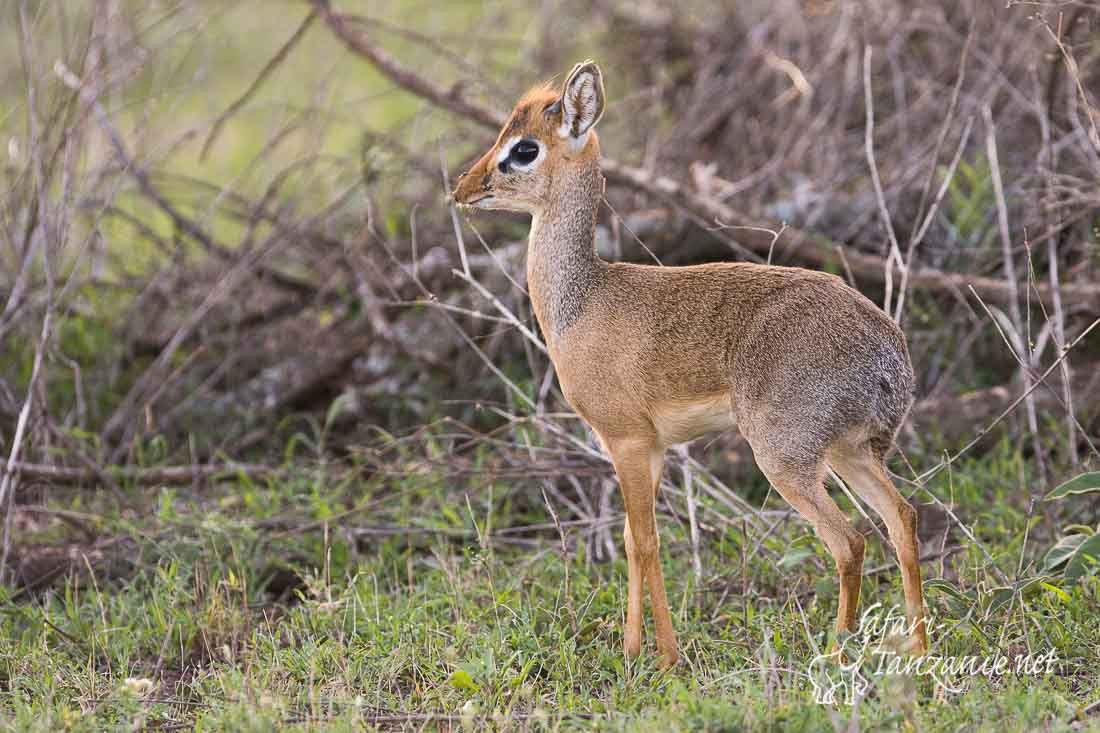 dik dik de kirk 7932