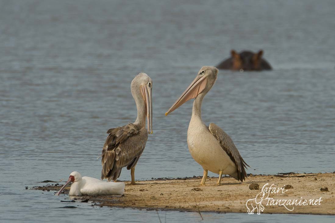 pelicans gris 9536