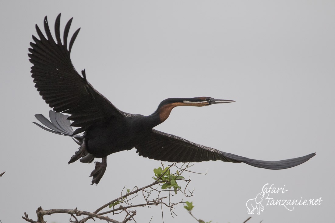 anhinga 7971