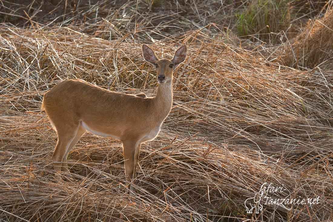 cobe des roseaux 0530