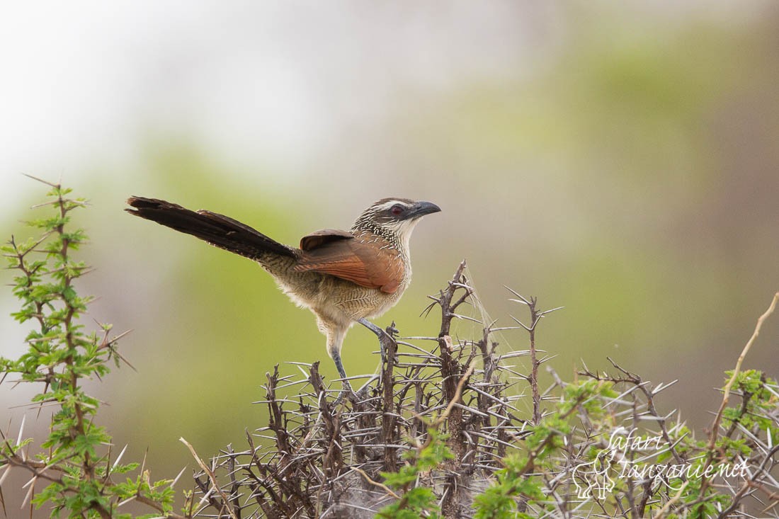 coucal 4395
