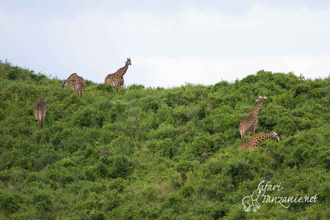 girafes 4301