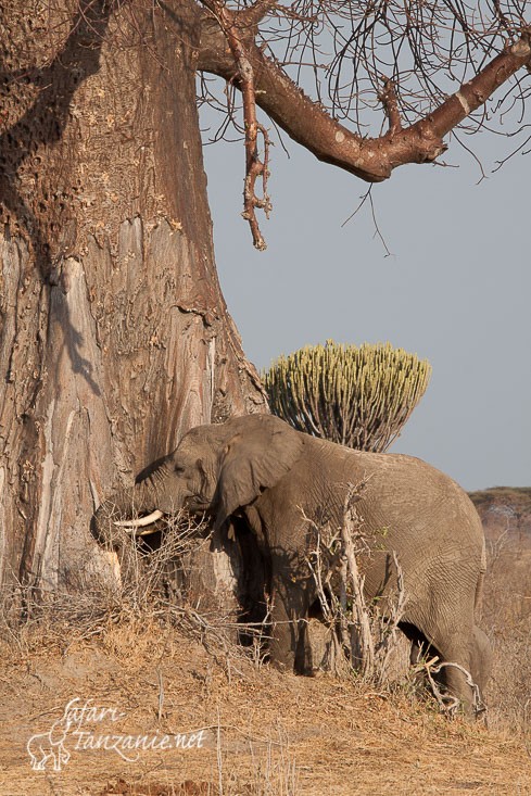 elephant baobab 0843