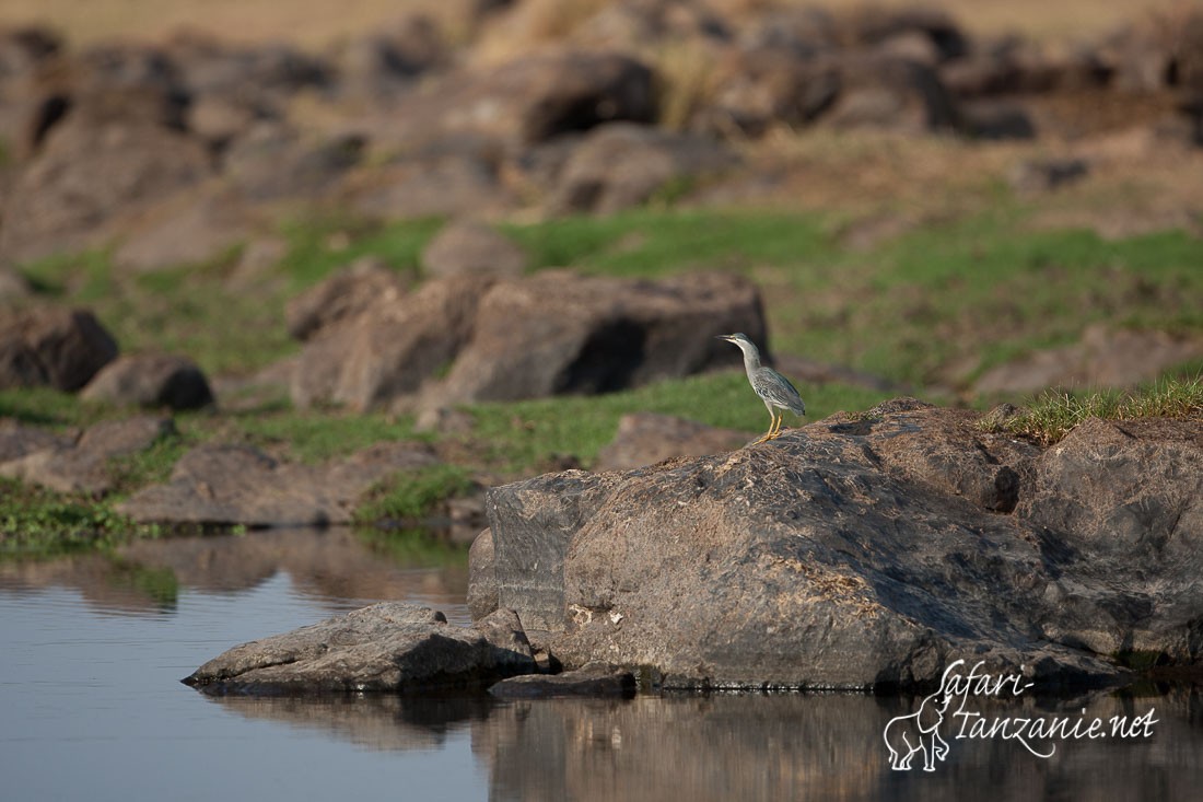 heron strie 104060