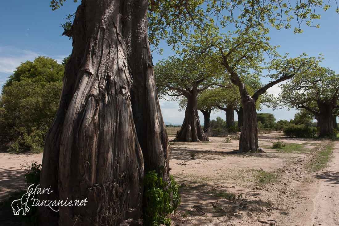 baobabs 5137