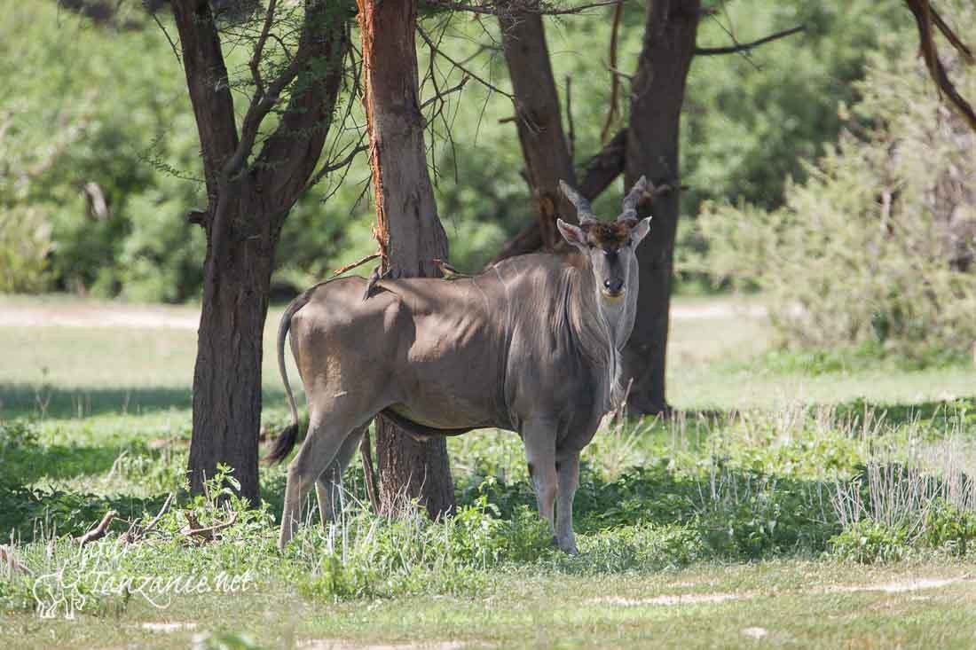 eland 0100