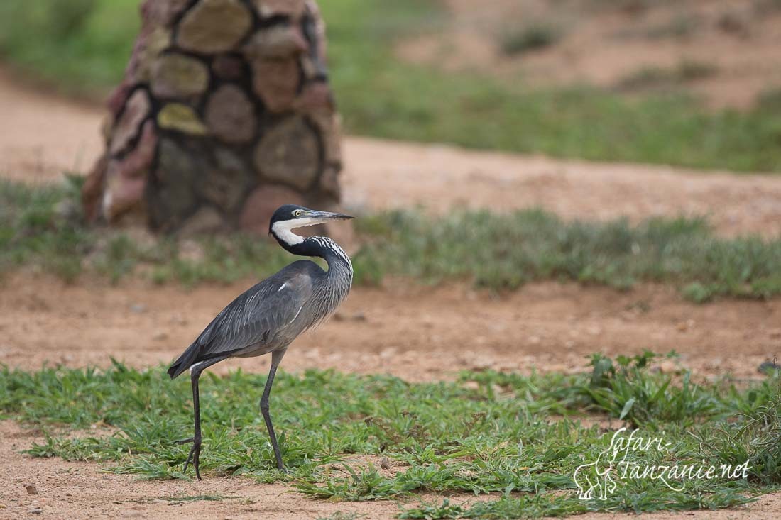 heron melanocephale 6004