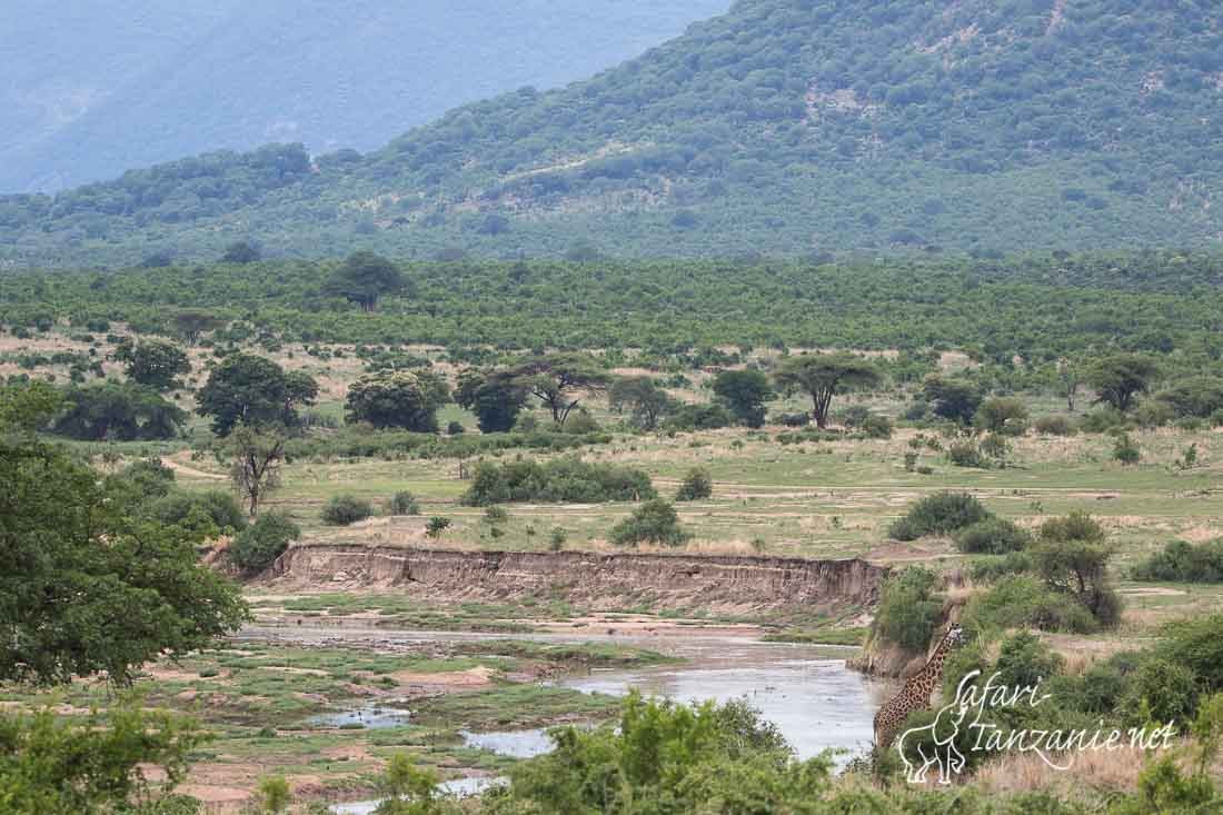 ruaha river 6242