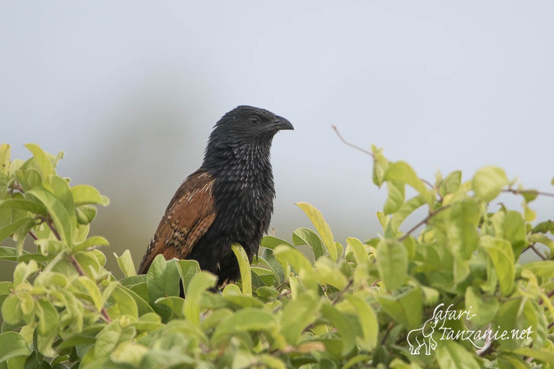 coucal noir 5795