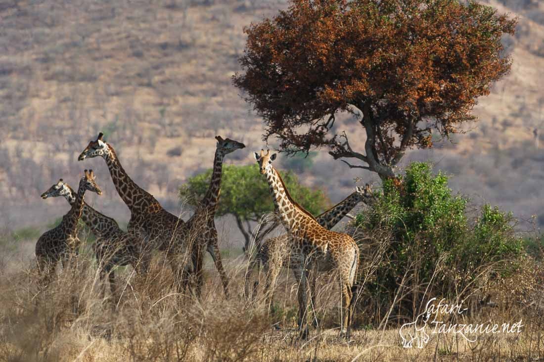 girafes 100976