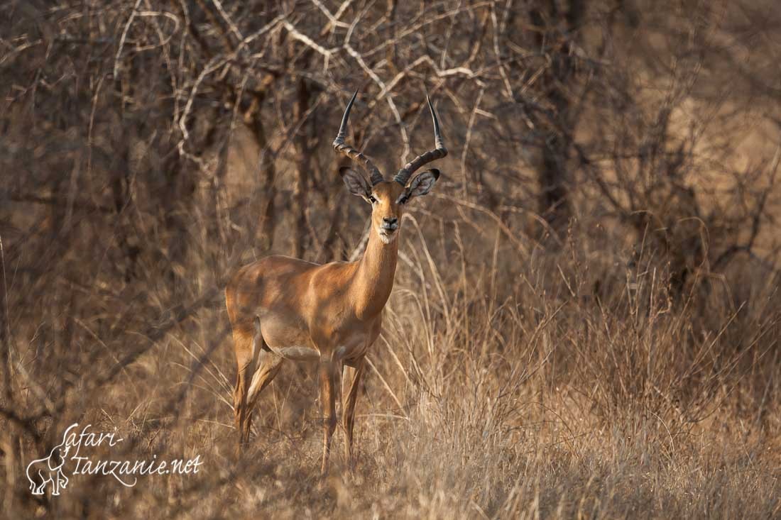 impala 100849