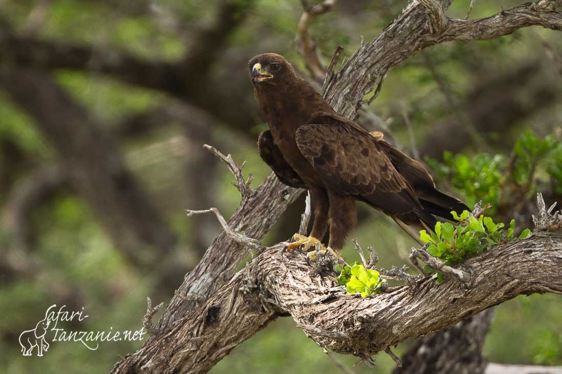 aigle de wahlberg 0601