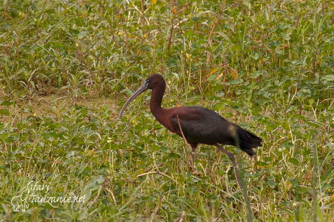 ibis falcinelle 260111