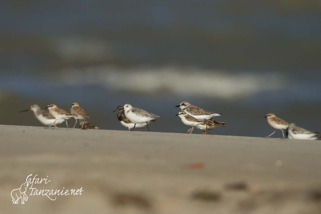 gravelot mongol becasseau sanderling 9661