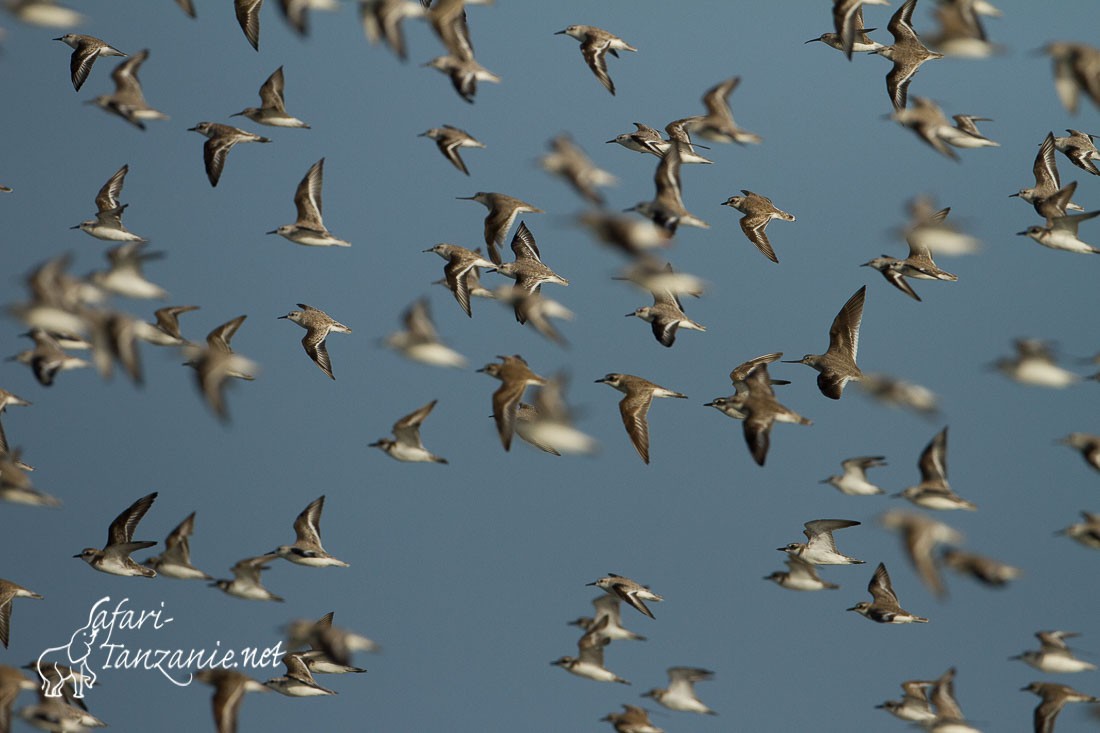 gravelot mongol becasseau sanderling 9700