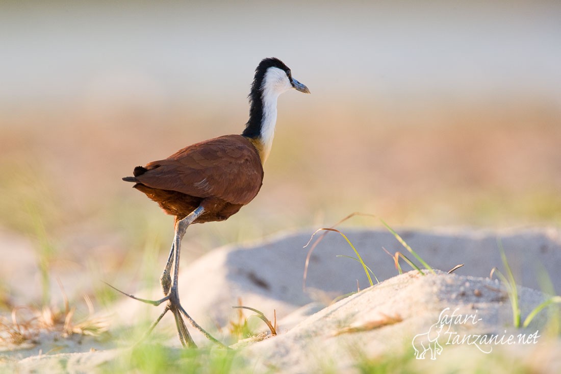 jacana a poitrine doree 3204