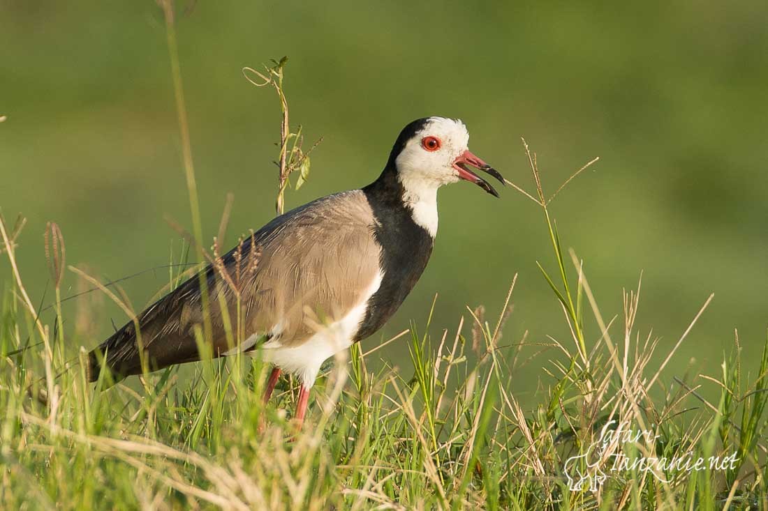 vanneau a ailes blanches 8776