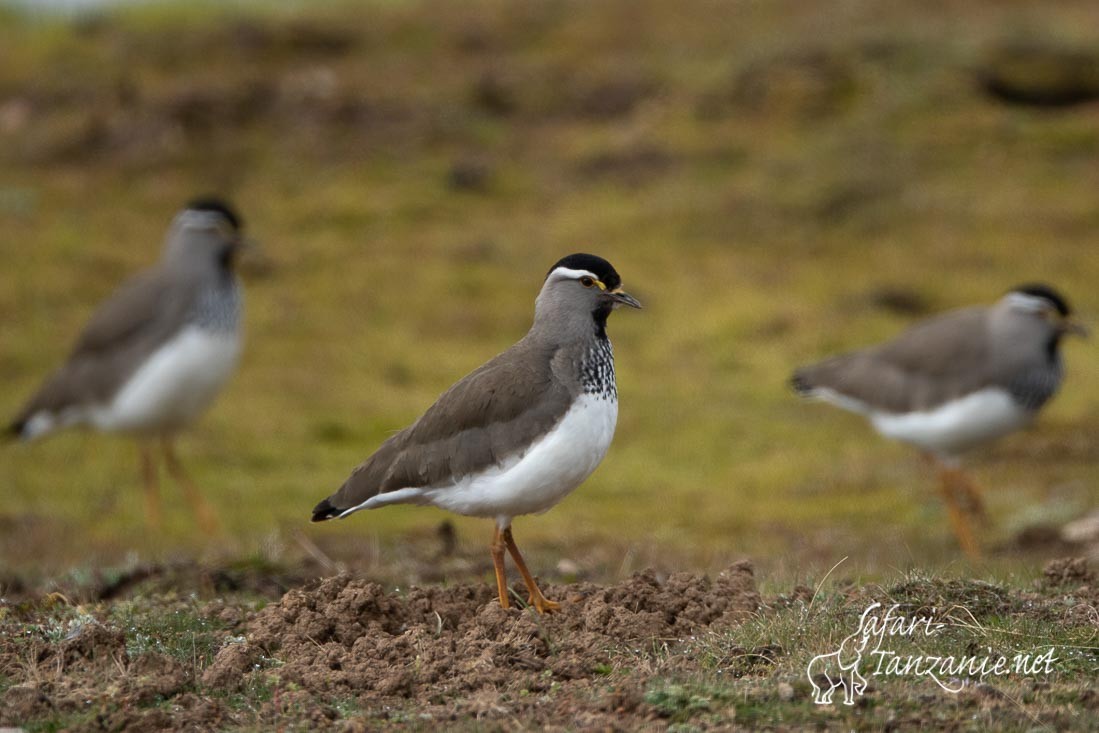 vanneau d abyssinie 3579