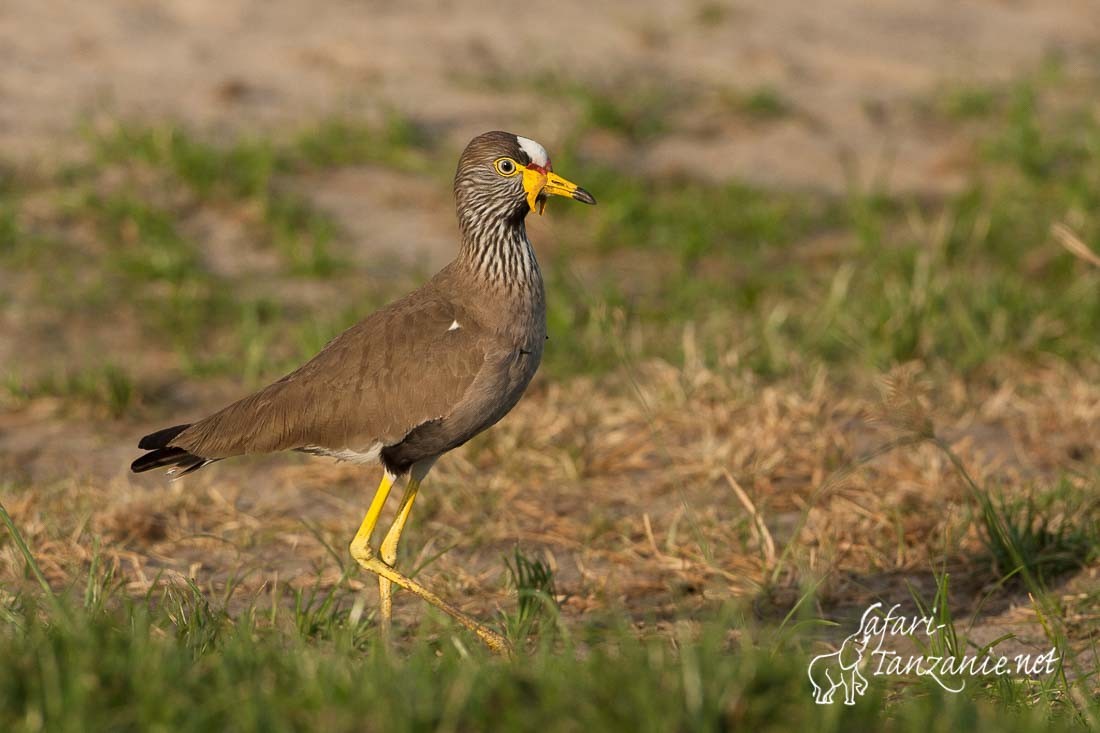 vanneau du senegal 105699