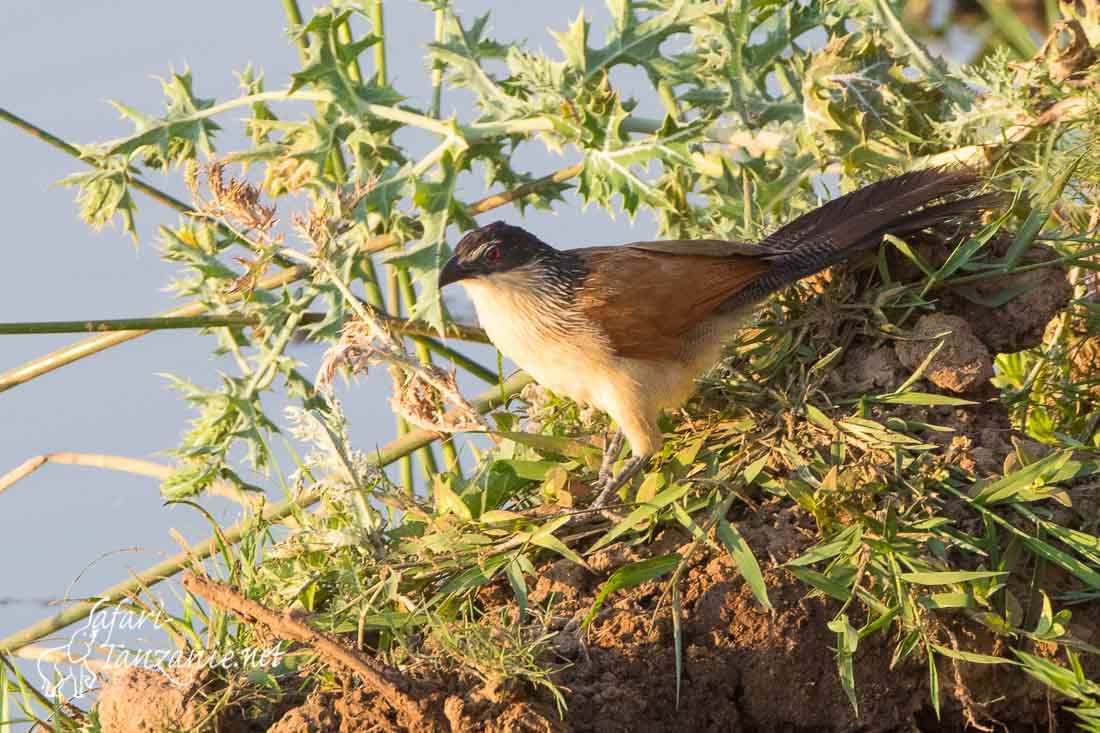 coucal de burchell 3777