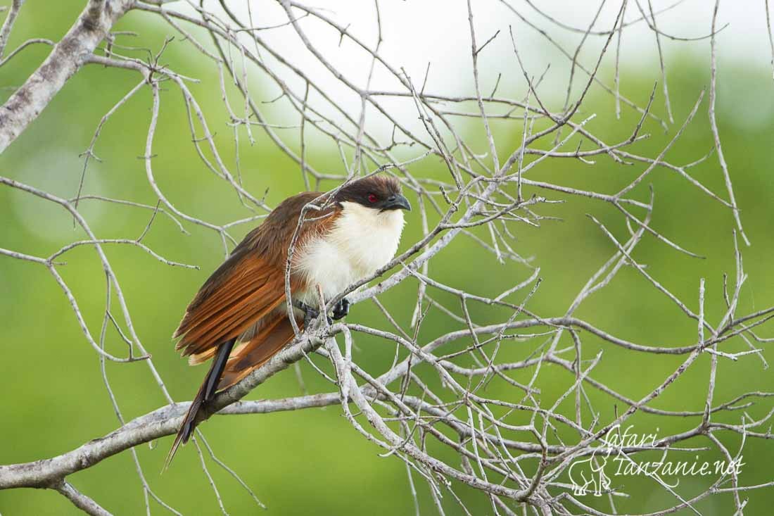 coucal des papyrus 8962