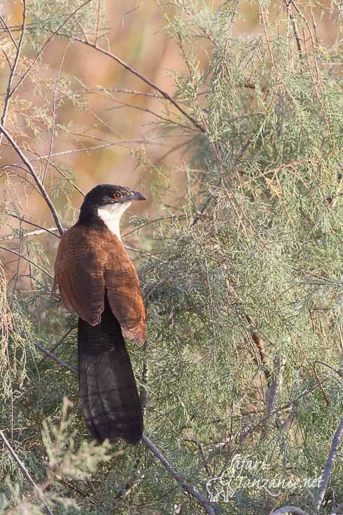 coucal du senegal 1252