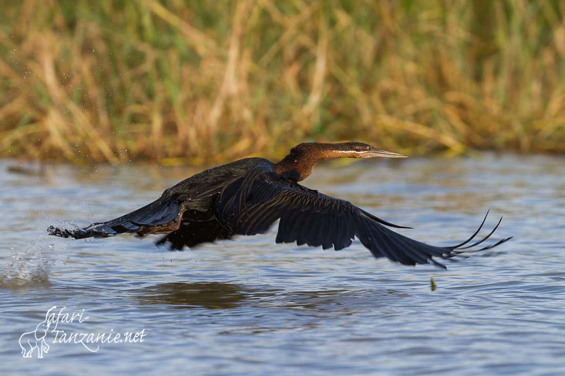 anhinga 1580