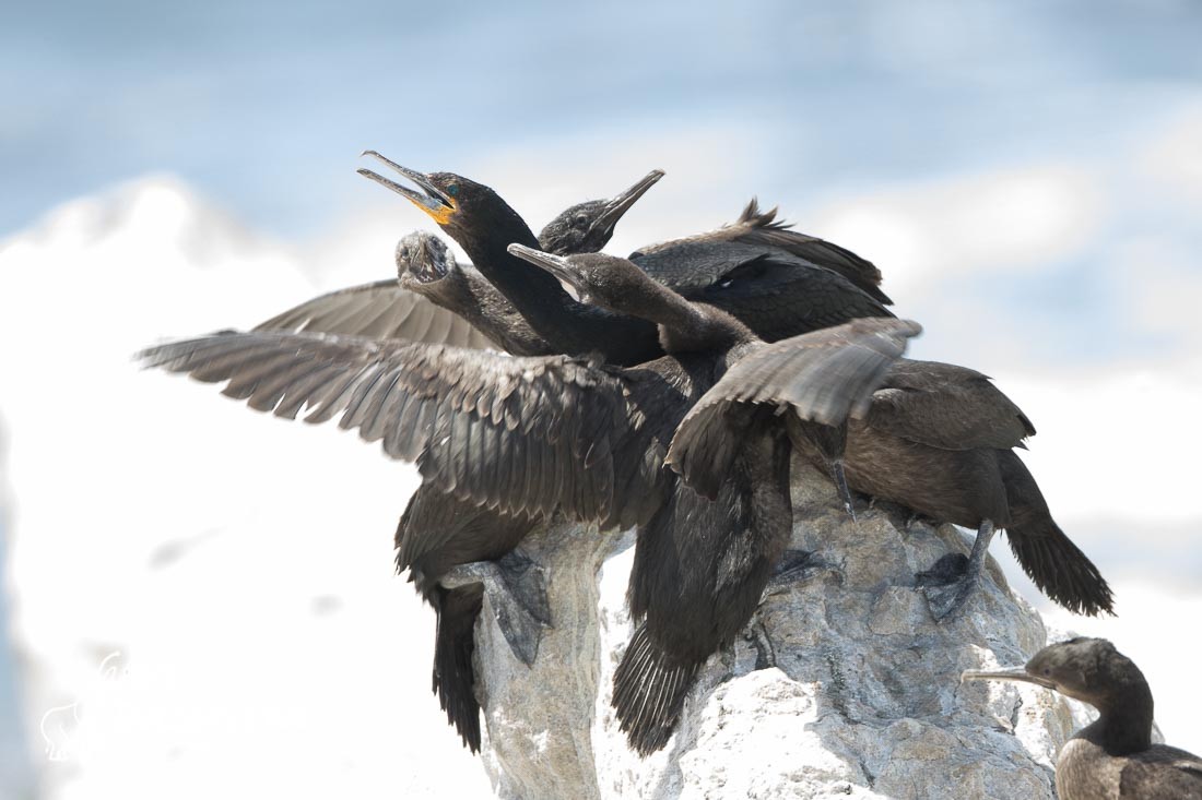 cormoran du cap 5926