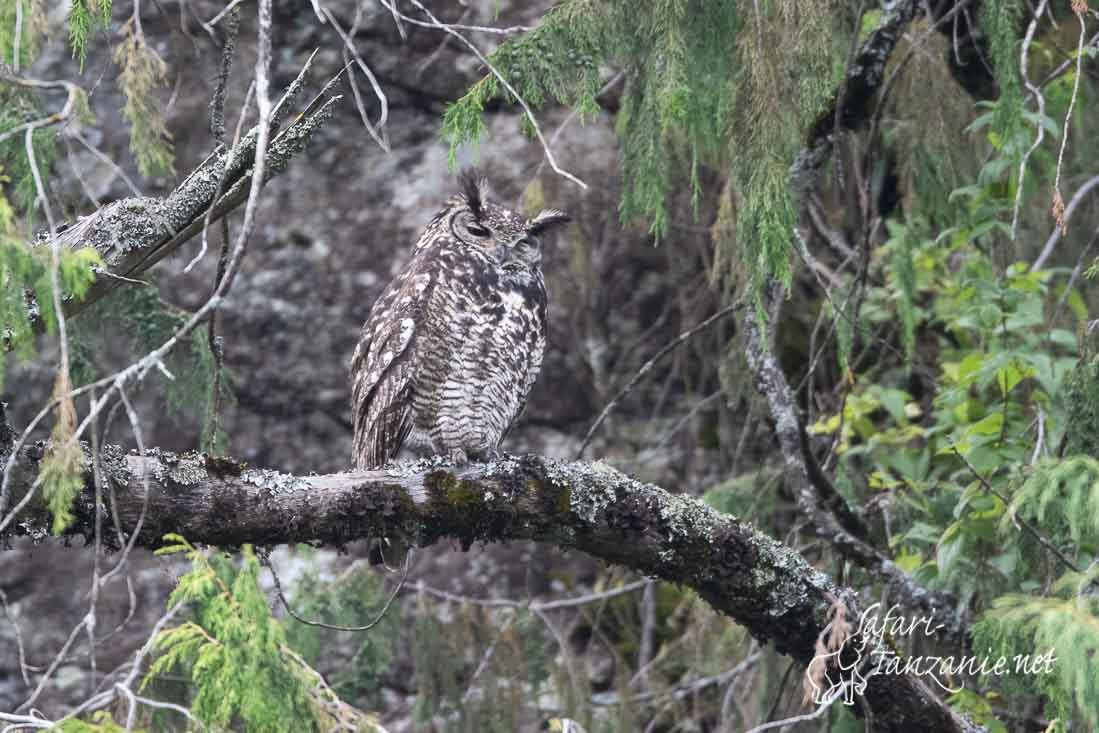 grand duc du Cap 3222