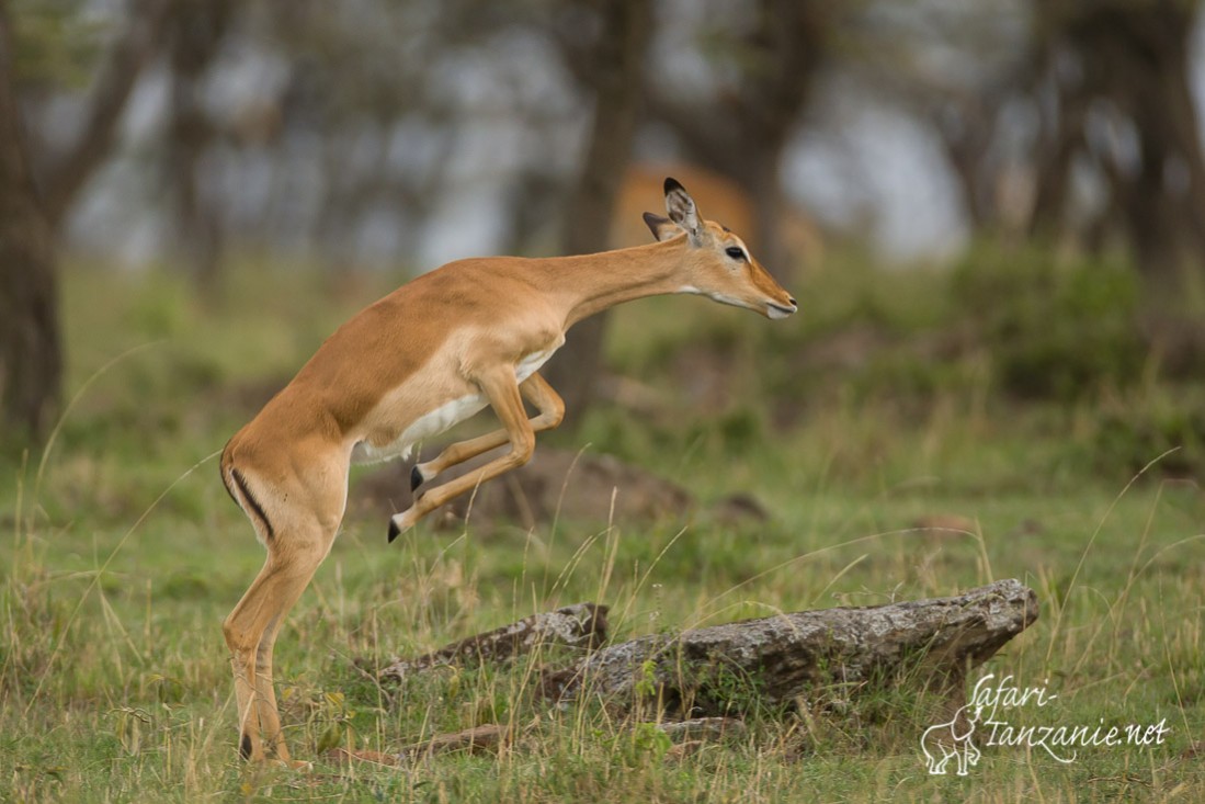 impala 0240