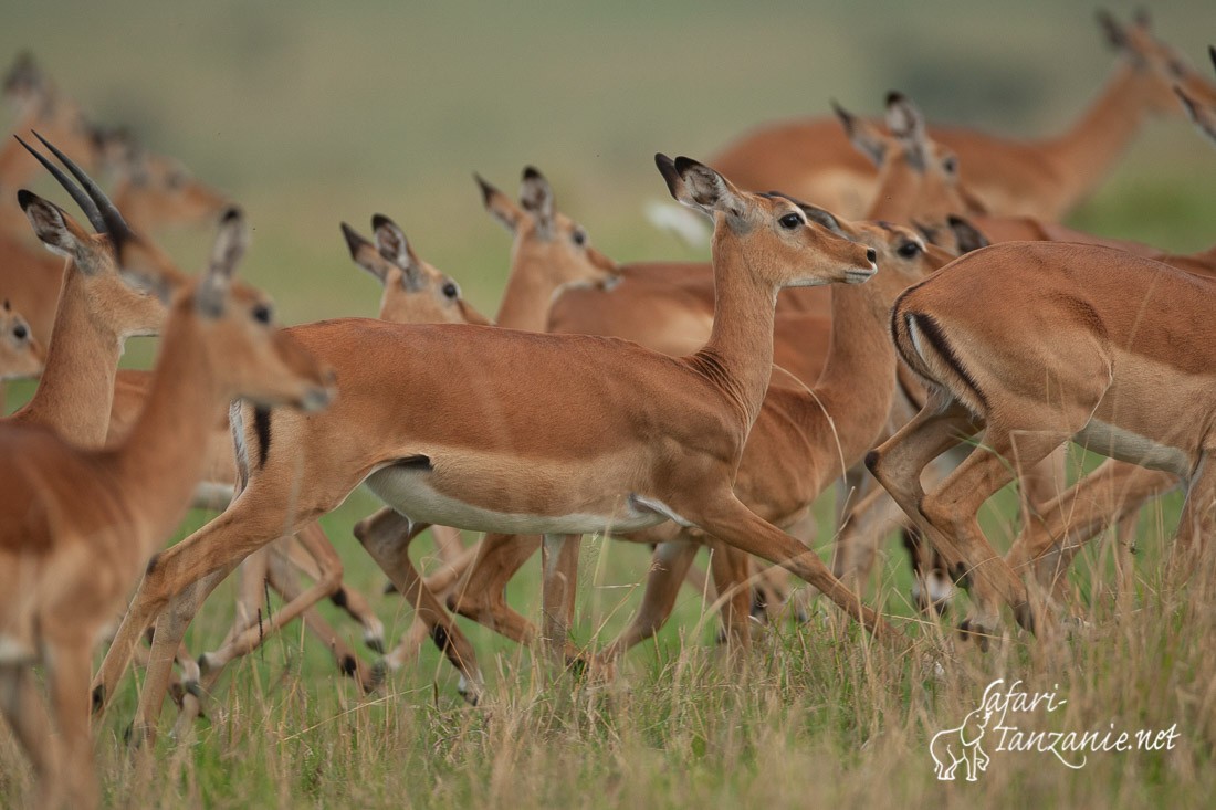 impala 0510