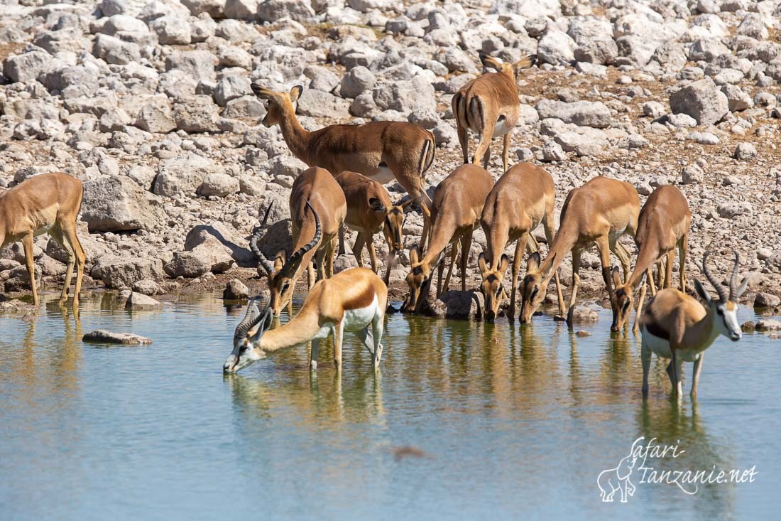 impala 2007