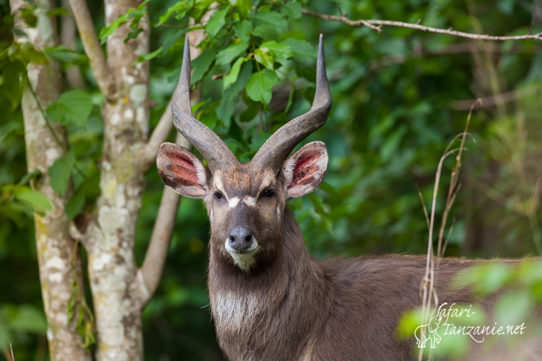 sitatunga 102078