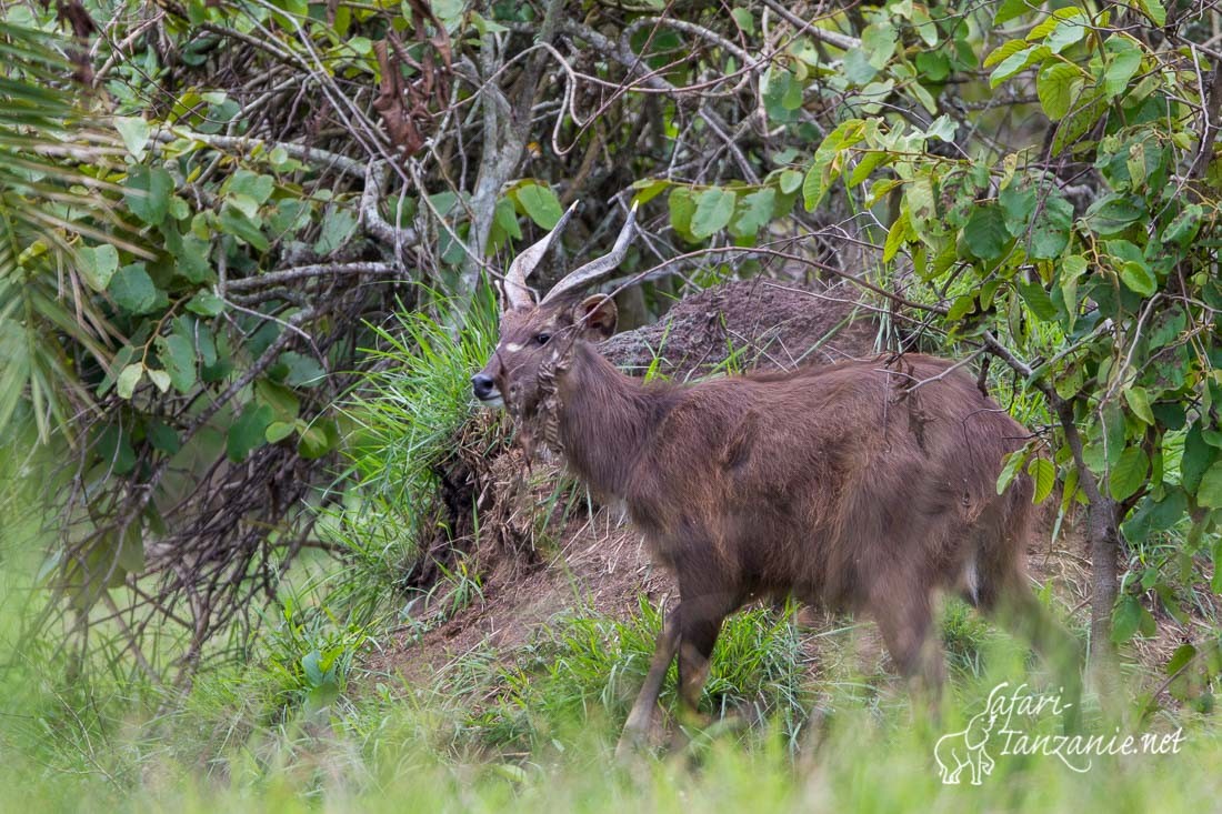 sitatunga 1955