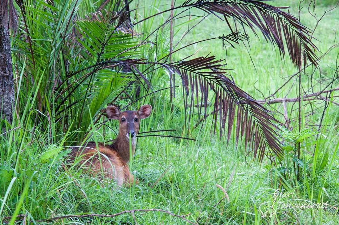 sitatunga 9746