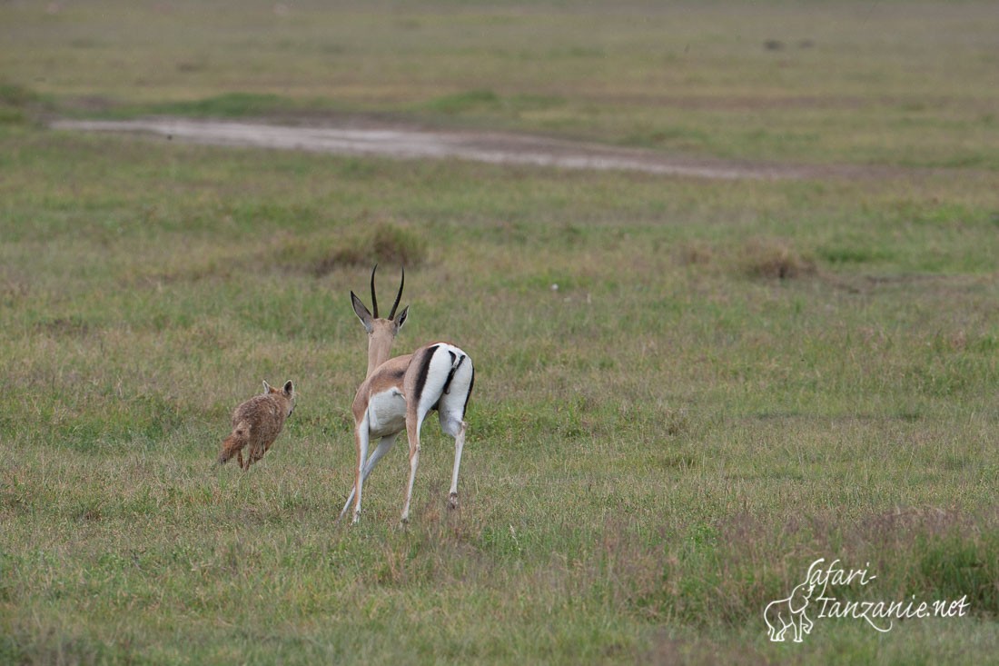 gazelle de grant 0708