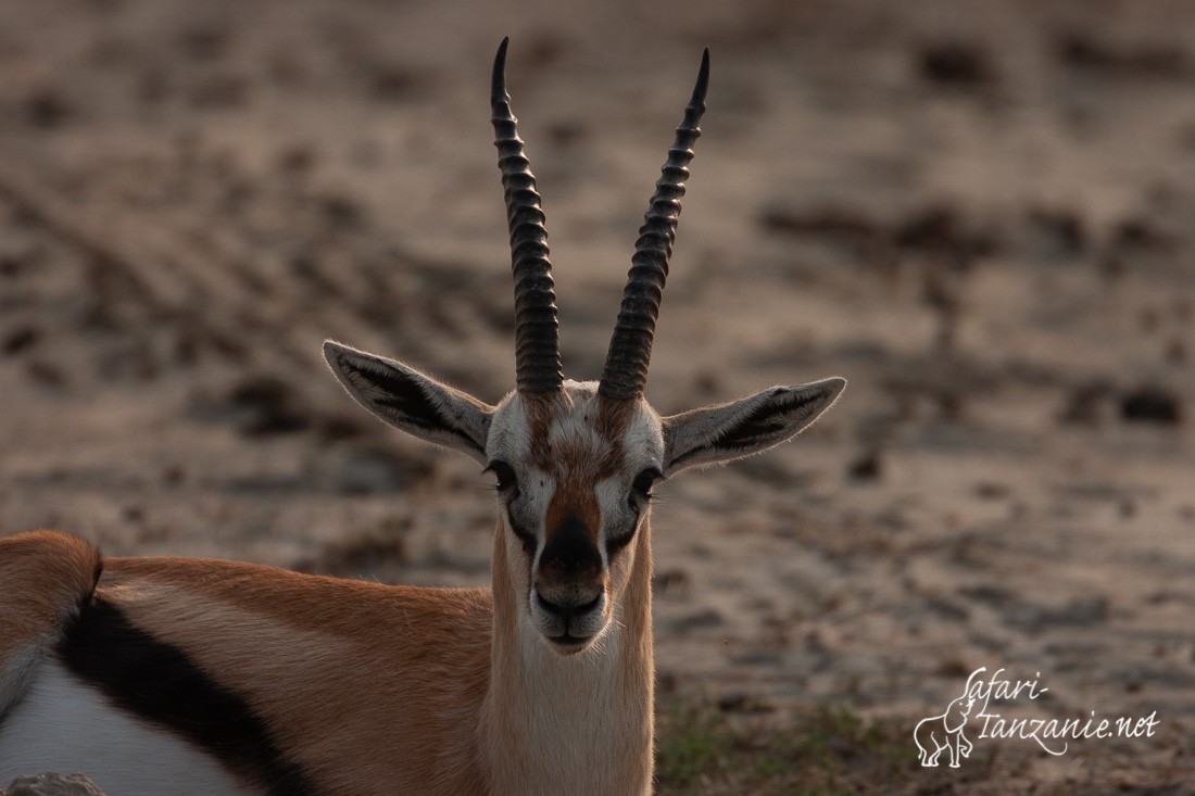 gazelle de grant 4676