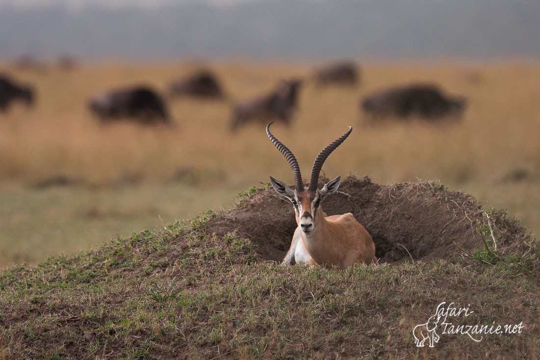 gazelle de grant 9983