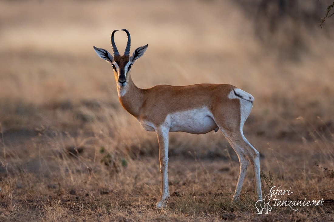 gazelle de sommering 2772