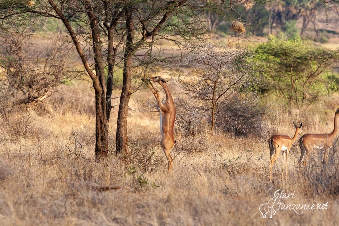 gerenuk 0072