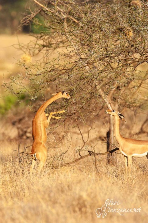 gerenuk 1810