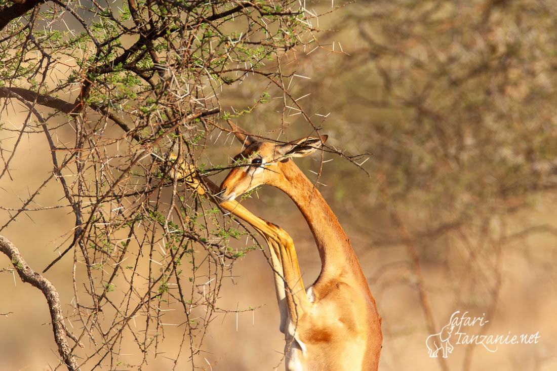 gerenuk 1824