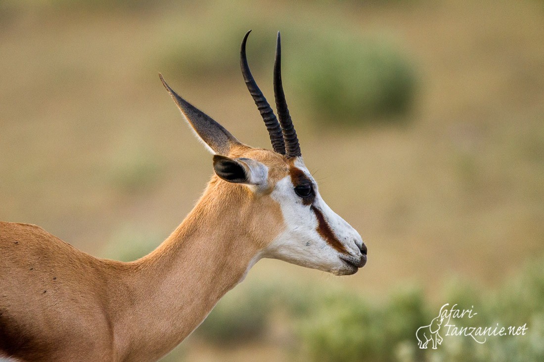 springbok 0325