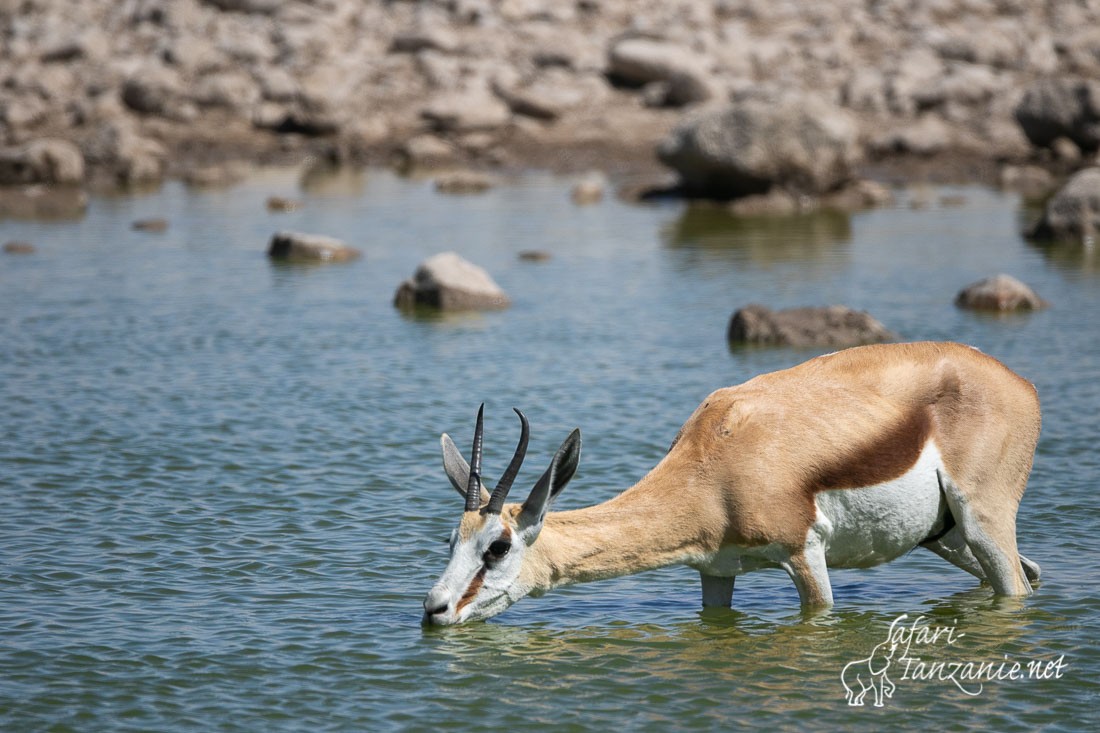 springbok 0991