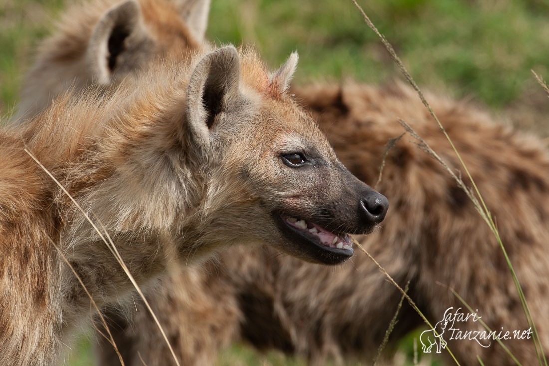 hyene 7335